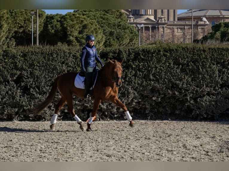 PRE Étalon 6 Ans 165 cm Alezan in Madrid