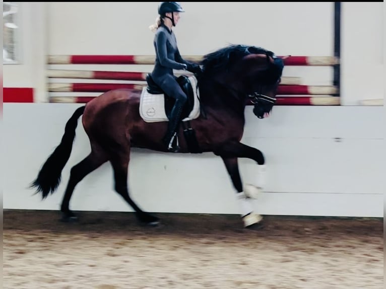 PRE Croisé Étalon 6 Ans 165 cm Bai brun in HassendorfSottrum