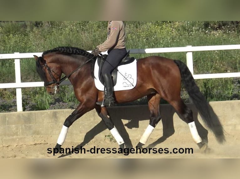 PRE Croisé Étalon 6 Ans 165 cm Bai in Barcelona