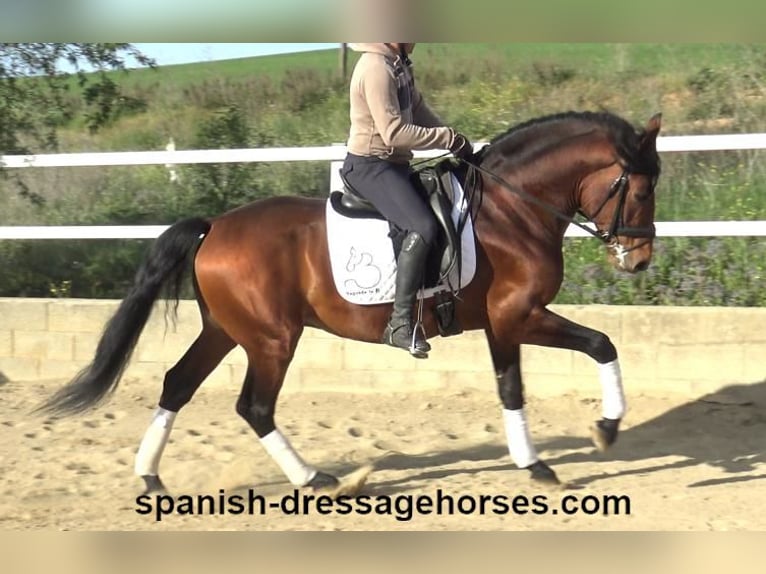 PRE Croisé Étalon 6 Ans 165 cm Bai in Barcelona