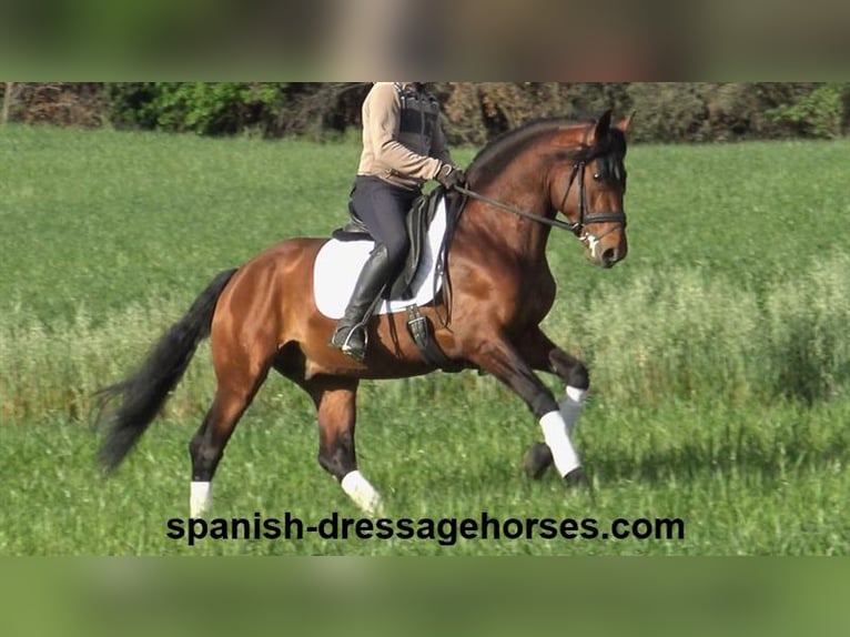 PRE Croisé Étalon 6 Ans 165 cm Bai in Barcelona