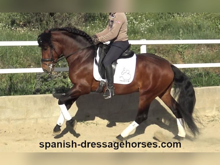 PRE Croisé Étalon 6 Ans 165 cm Bai in Barcelona