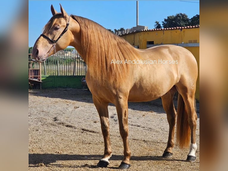 PRE Croisé Étalon 6 Ans 165 cm Champagne in Sevilla