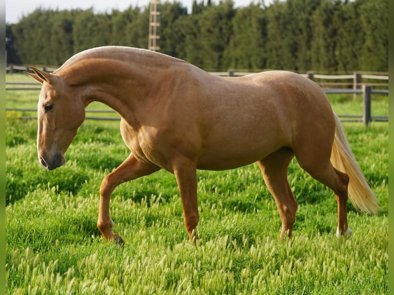 PRE Croisé Étalon 6 Ans 165 cm in Almerimar