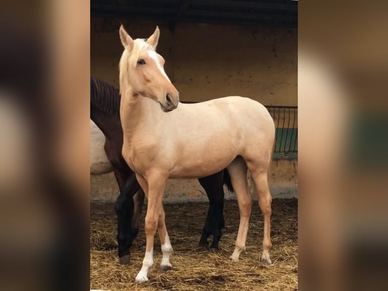 PRE Croisé Étalon 6 Ans 165 cm in Almerimar