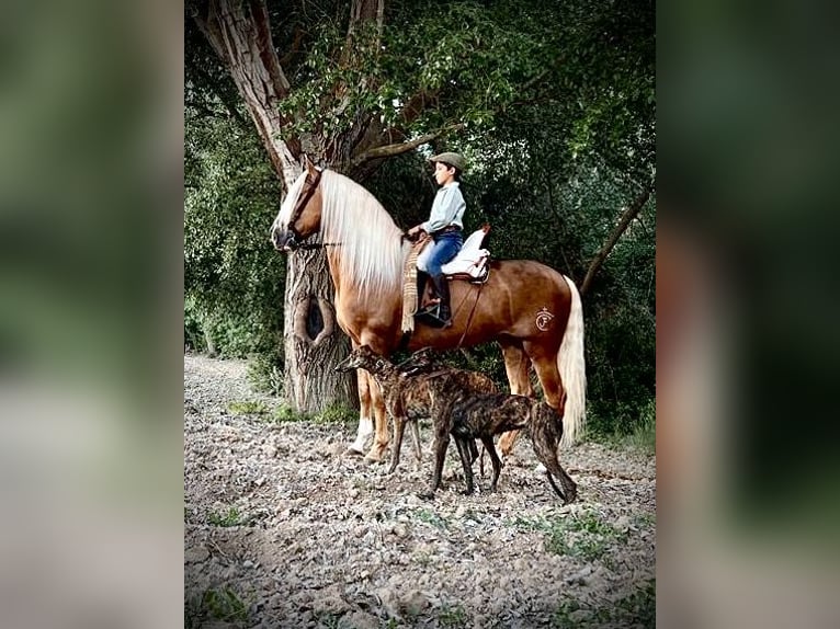 PRE Étalon 6 Ans 165 cm in Jaen