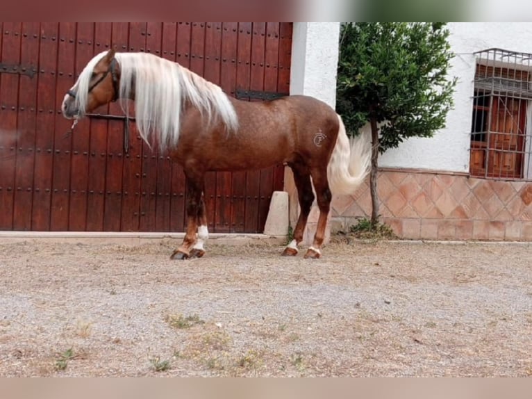 PRE Étalon 6 Ans 165 cm in Jaen