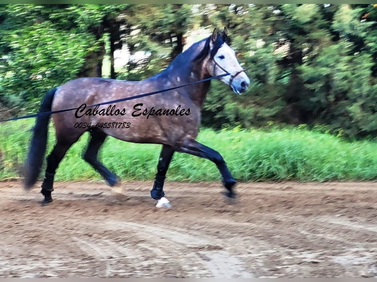 PRE Croisé Étalon 6 Ans 165 cm Gris (bai-dun) in Vejer de la Frontera