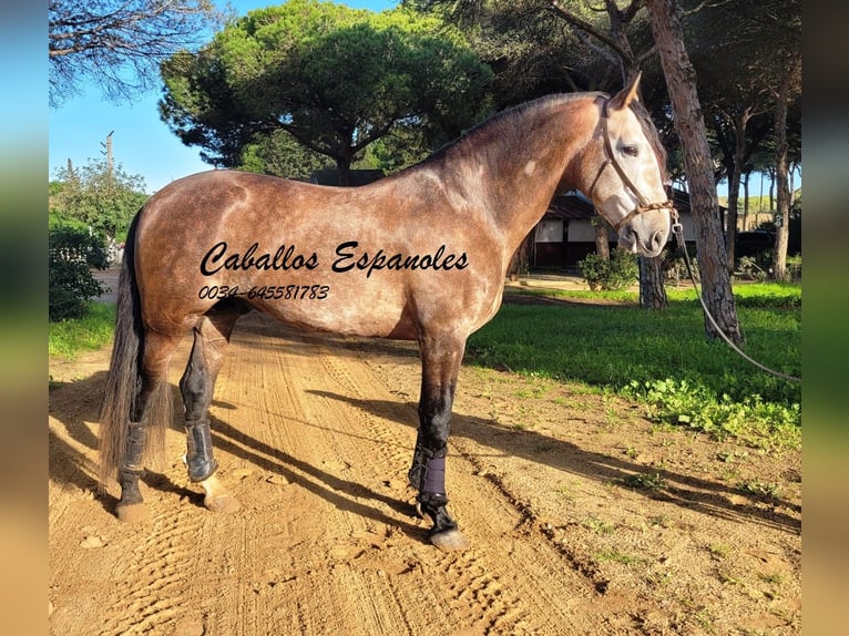 PRE Croisé Étalon 6 Ans 165 cm Gris (bai-dun) in Vejer de la Frontera