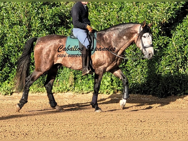 PRE Croisé Étalon 6 Ans 165 cm Gris (bai-dun) in Vejer de la Frontera