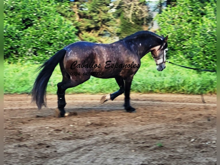 PRE Croisé Étalon 6 Ans 165 cm Gris (bai-dun) in Vejer de la Frontera