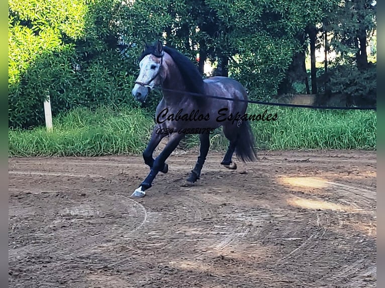 PRE Croisé Étalon 6 Ans 165 cm Gris (bai-dun) in Vejer de la Frontera