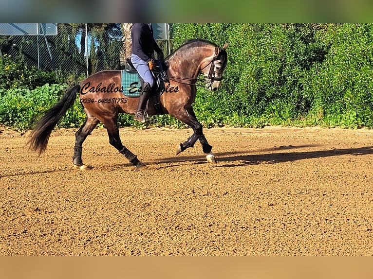 PRE Croisé Étalon 6 Ans 165 cm Gris (bai-dun) in Vejer de la Frontera