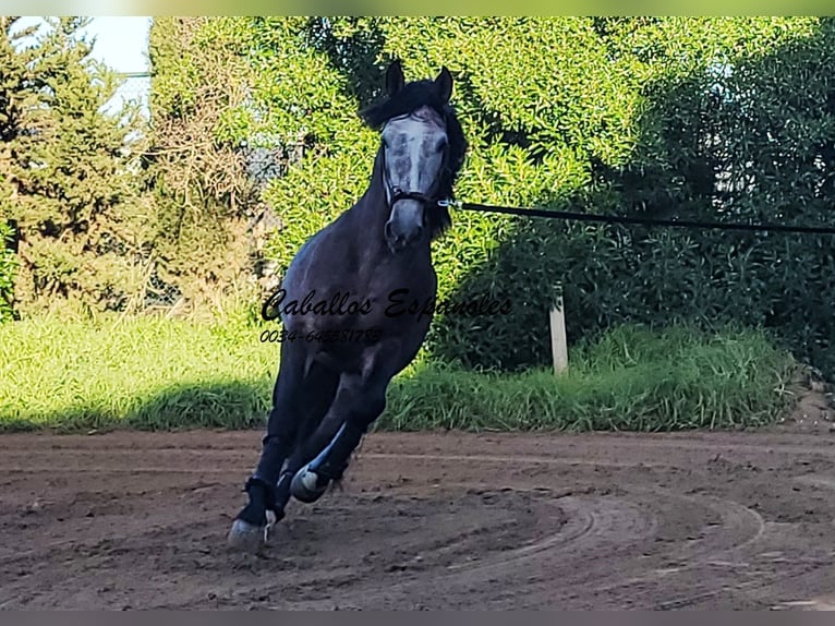 PRE Croisé Étalon 6 Ans 165 cm Gris (bai-dun) in Vejer de la Frontera