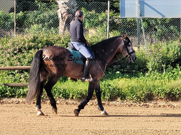 PRE Croisé Étalon 6 Ans 165 cm Gris (bai-dun) in Vejer de la Frontera