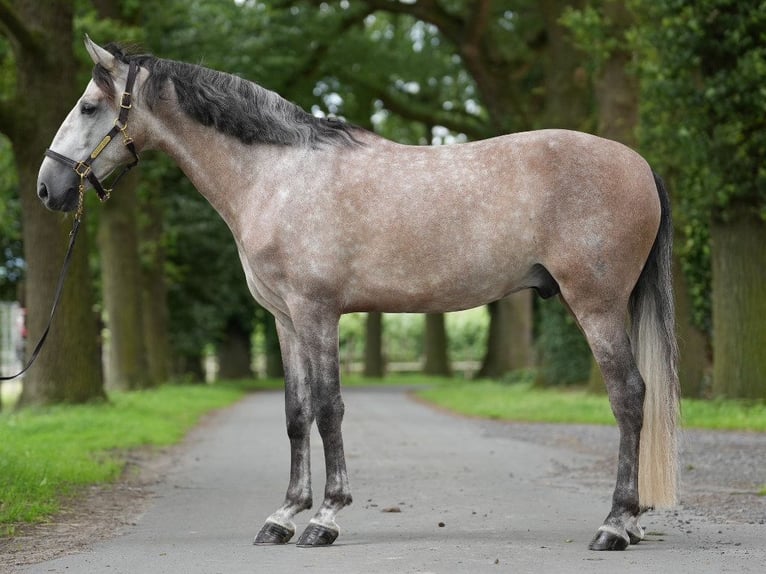 PRE Croisé Étalon 6 Ans 165 cm Gris in NAVAS DEL MADRONO