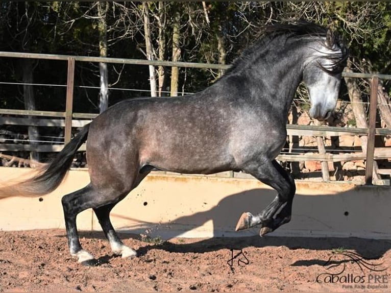 PRE Étalon 6 Ans 165 cm Gris in Mallorca