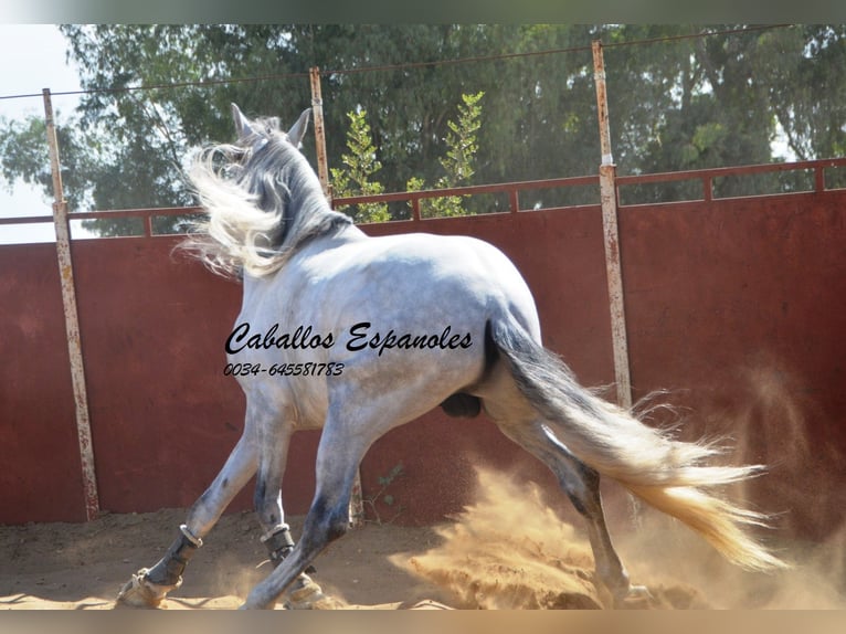 PRE Étalon 6 Ans 165 cm Gris in Vejer de la Frontera