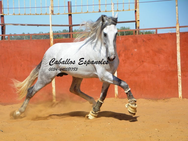 PRE Étalon 6 Ans 165 cm Gris in Vejer de la Frontera