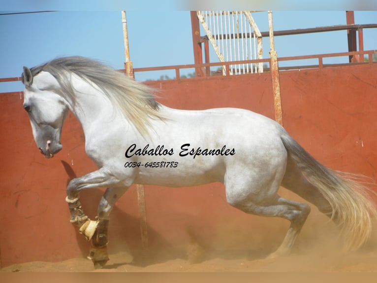 PRE Étalon 6 Ans 165 cm Gris in Vejer de la Frontera