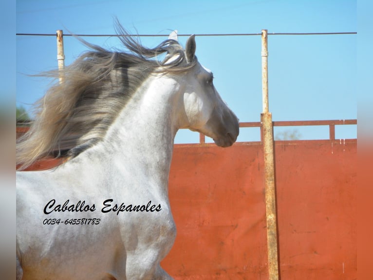 PRE Étalon 6 Ans 165 cm Gris in Vejer de la Frontera