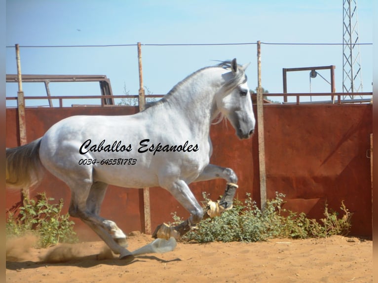 PRE Étalon 6 Ans 165 cm Gris in Vejer de la Frontera