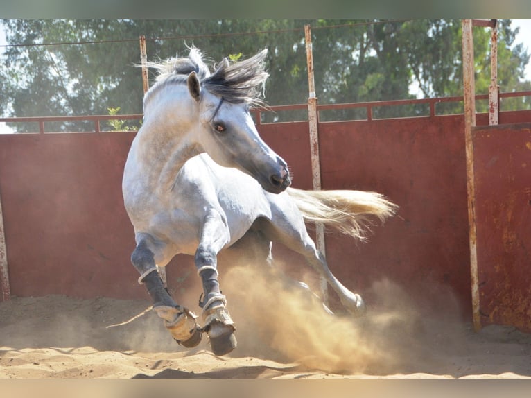 PRE Étalon 6 Ans 165 cm Gris in Vejer de la Frontera