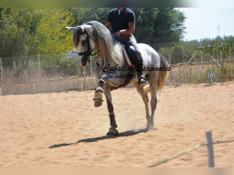 PRE Étalon 6 Ans 165 cm Gris in Vejer de la Frontera