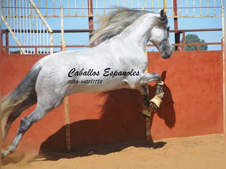 PRE Étalon 6 Ans 165 cm Gris in Vejer de la Frontera