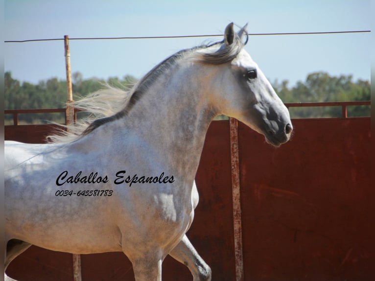 PRE Étalon 6 Ans 165 cm Gris in Vejer de la Frontera