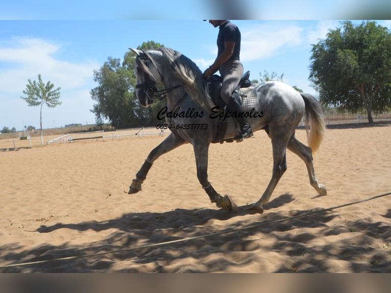 PRE Étalon 6 Ans 165 cm Gris in Vejer de la Frontera