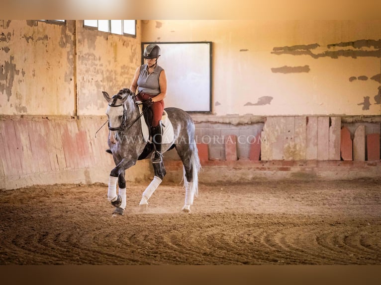 PRE Étalon 6 Ans 165 cm Gris pommelé in Rafelguaraf