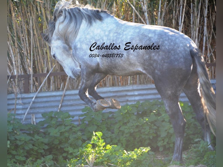 PRE Étalon 6 Ans 165 cm Gris pommelé in Vejer de la Frontera