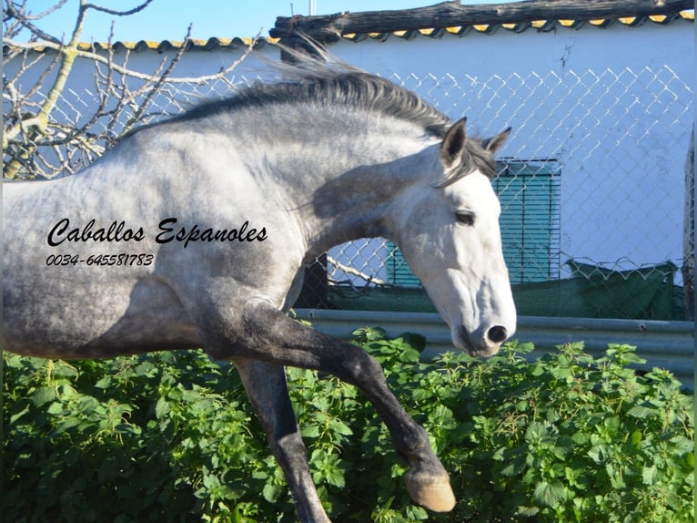 PRE Étalon 6 Ans 165 cm Gris pommelé in Vejer de la Frontera