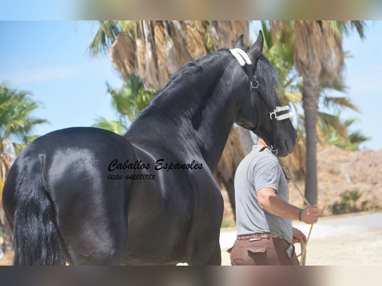 PRE Croisé Étalon 6 Ans 165 cm Noir in Vejer de la Frontera