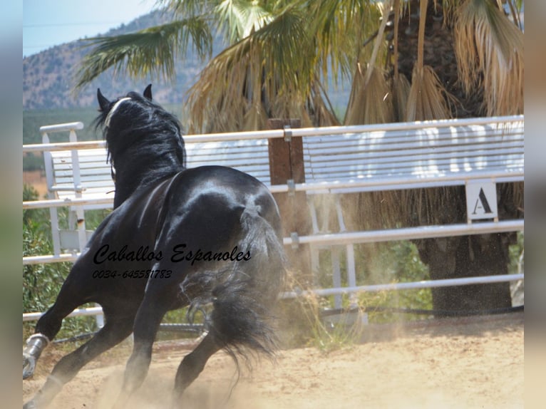 PRE Croisé Étalon 6 Ans 165 cm Noir in Vejer de la Frontera