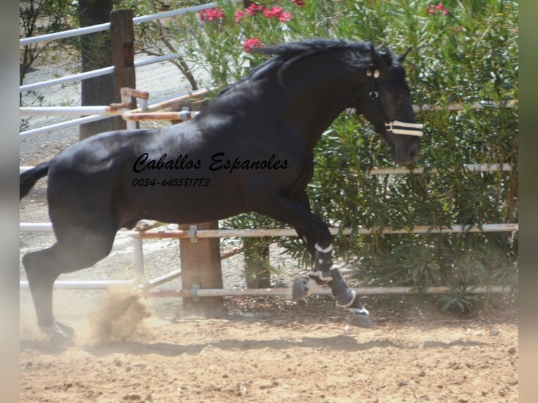 PRE Croisé Étalon 6 Ans 165 cm Noir in Vejer de la Frontera