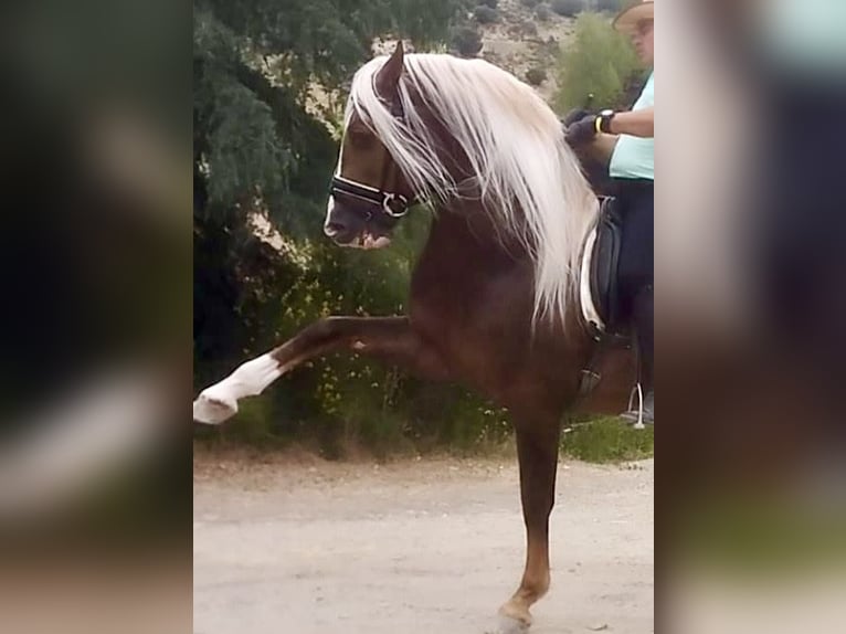 PRE Étalon 6 Ans 165 cm Palomino in Malaga