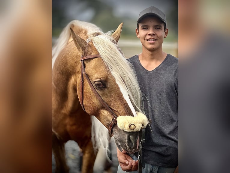 PRE Étalon 6 Ans 165 cm Palomino in Malaga