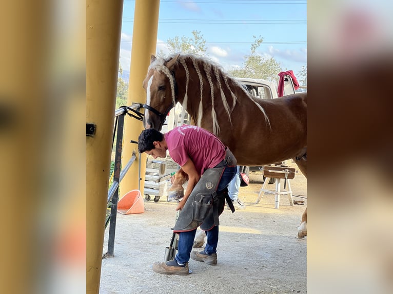 PRE Étalon 6 Ans 165 cm Palomino in Malaga