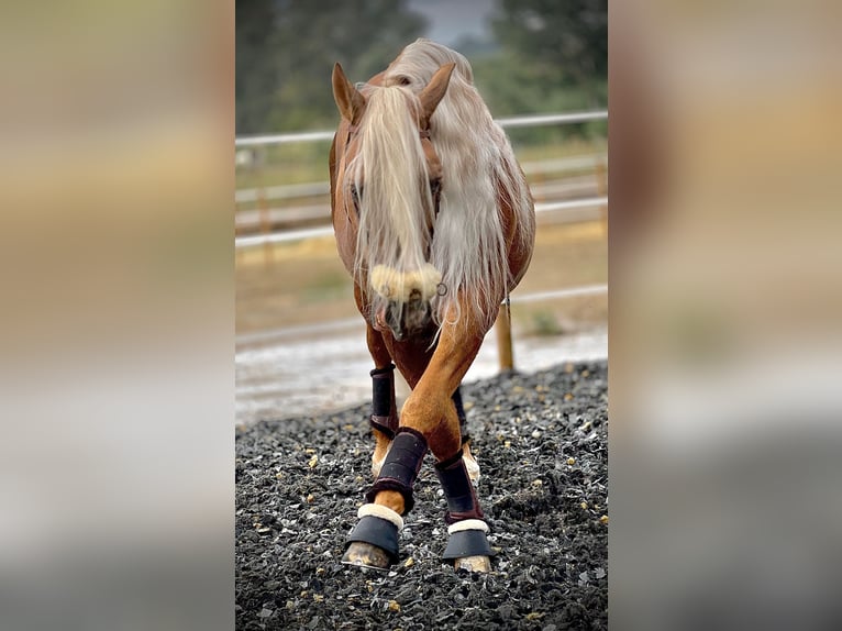 PRE Étalon 6 Ans 165 cm Palomino in Malaga