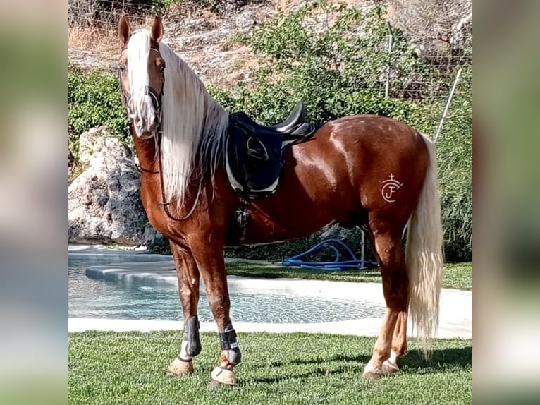 PRE Étalon 6 Ans 165 cm Palomino in Jaen