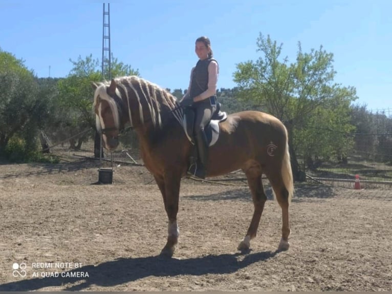 PRE Étalon 6 Ans 165 cm Palomino in Jaen