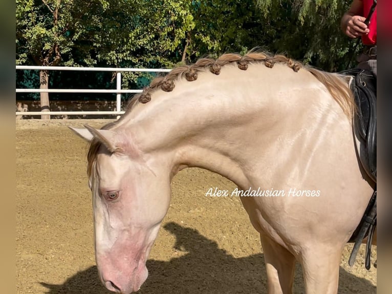 PRE Croisé Étalon 6 Ans 165 cm Perlino in Sevilla