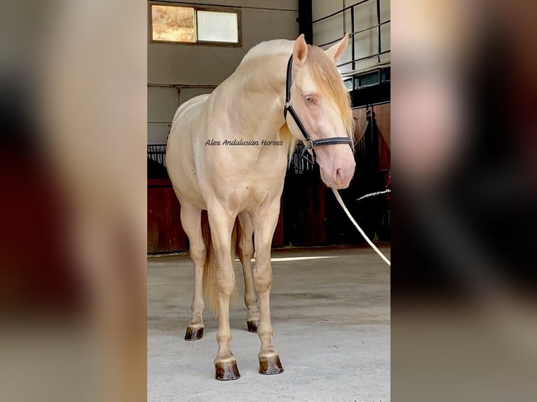 PRE Croisé Étalon 6 Ans 165 cm Perlino in Sevilla