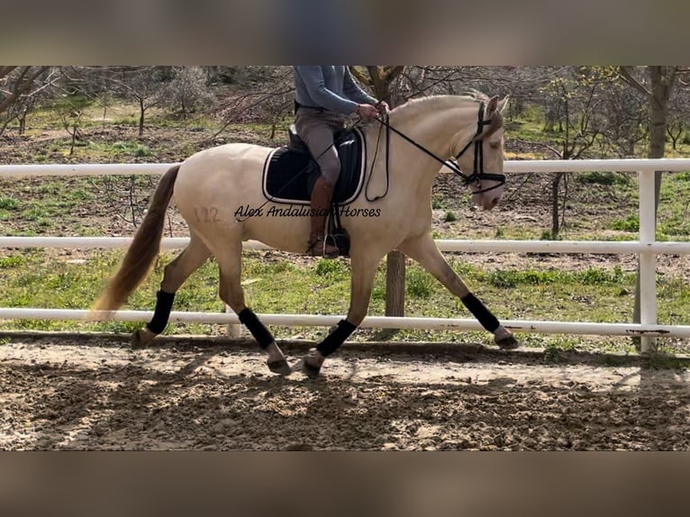 PRE Croisé Étalon 6 Ans 165 cm Perlino in Sevilla