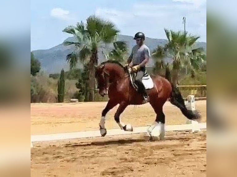 PRE Étalon 6 Ans 166 cm Bai in Sevilla