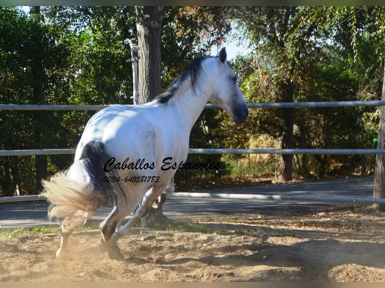 PRE Étalon 6 Ans 166 cm Gris in Vejer de la Frontera