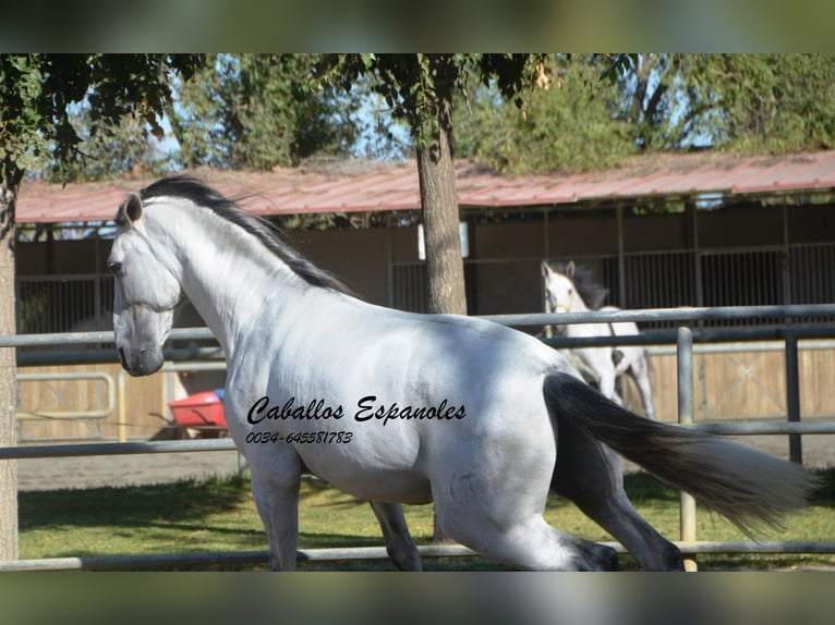 PRE Étalon 6 Ans 166 cm Gris in Vejer de la Frontera