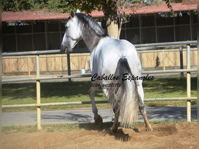 PRE Étalon 6 Ans 166 cm Gris in Vejer de la Frontera